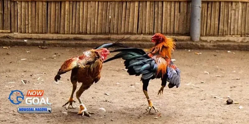 Đá gà đòn